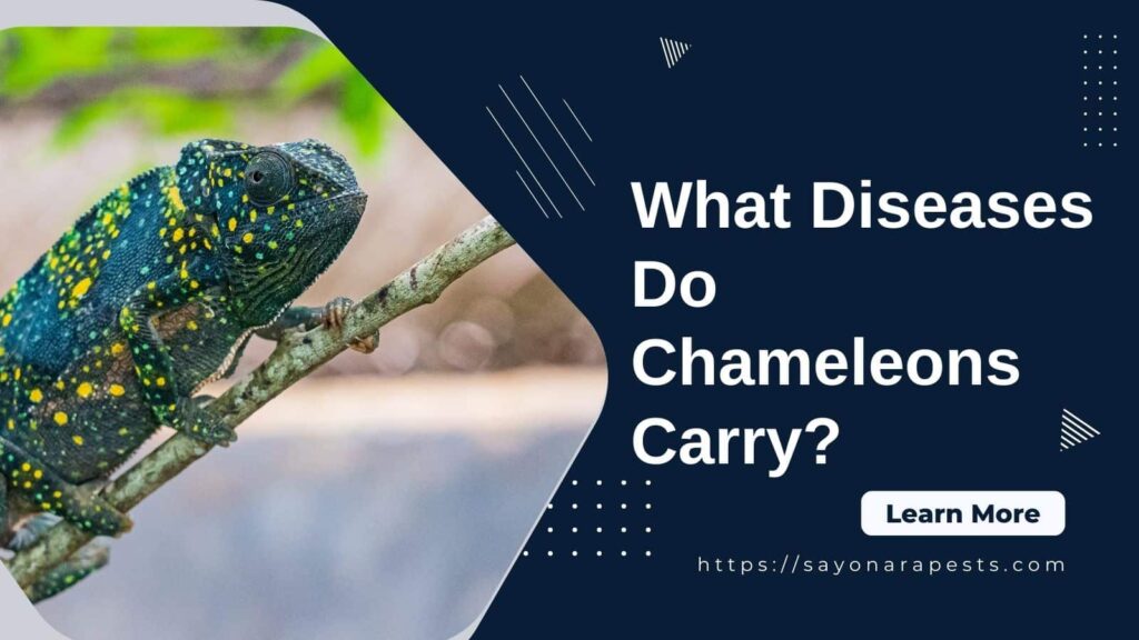 diseases chameleons carry