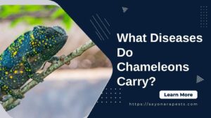 diseases chameleons carry