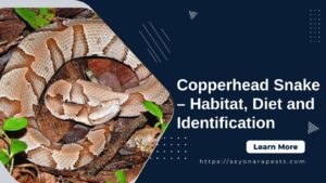 Copperhead Snake - Habitat, Diet And Identification