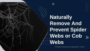 Naturally Remove And Prevent Spider Webs or Cob Webs