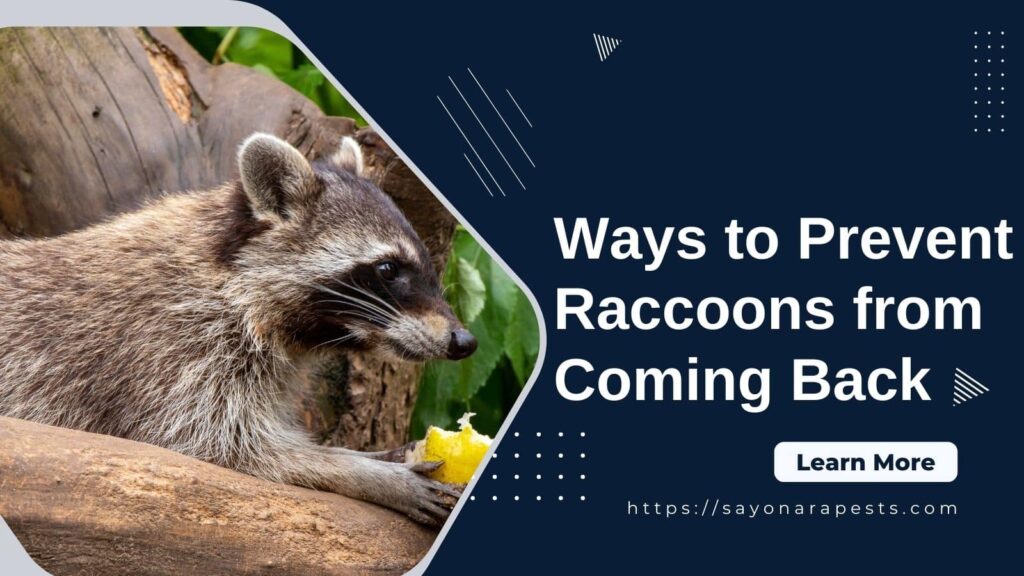 Prevent Raccoons From Coming Back