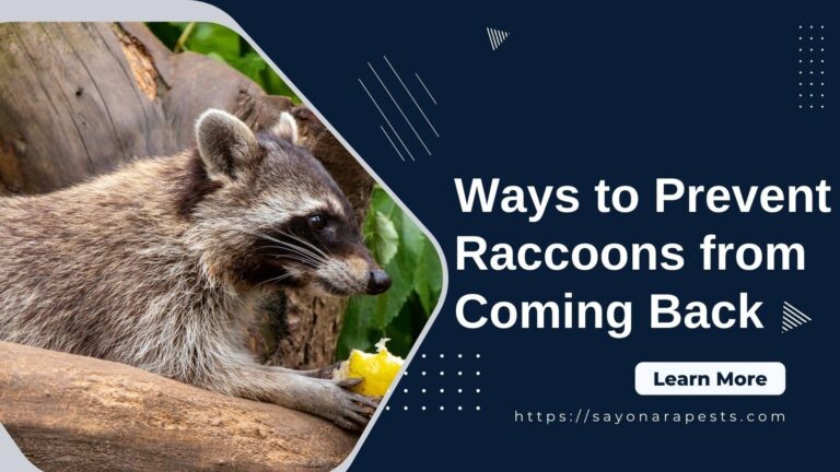 Prevent Raccoons From Coming Back