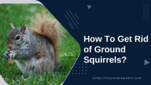 how to get rid of ground squirrels