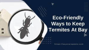 Eco-Friendly Ways to Keep Termites at Bay