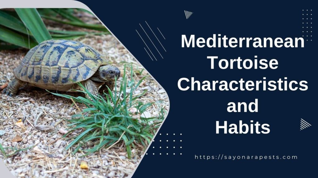 *Mediterranean Tortoises: Their Characteristics and Habits