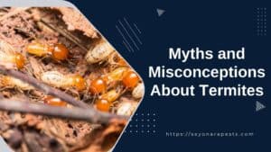 Myths and Misconceptions About Termites