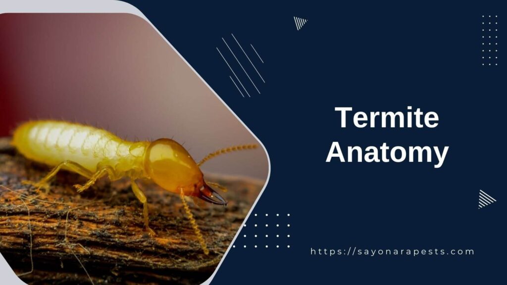 Termite Anatomy
