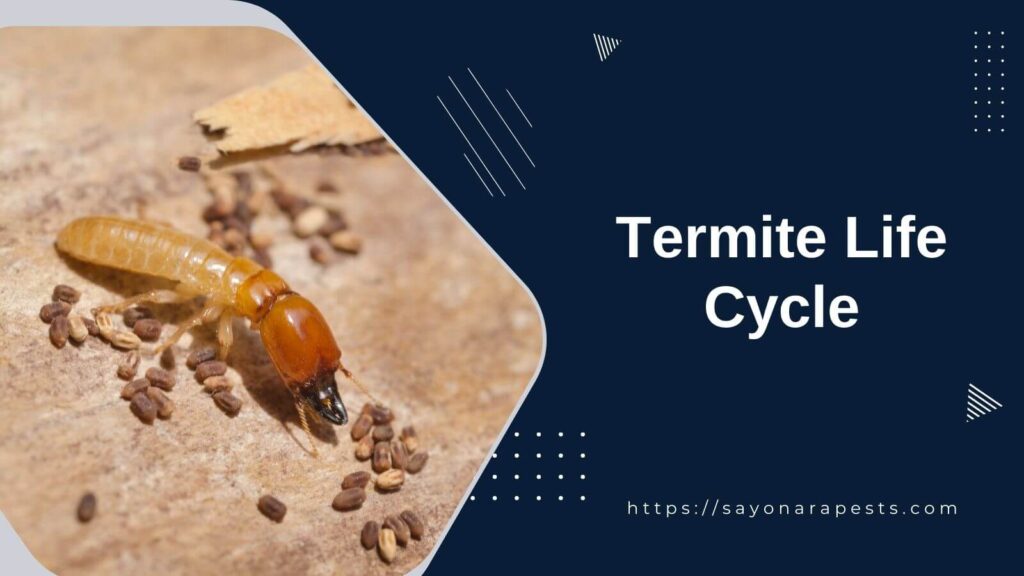 Termite Life Cycle