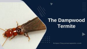 The Dampwood Termite