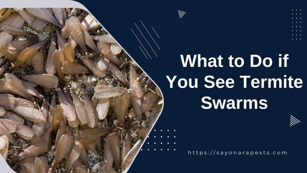 What To Do If You See Termite Swarms