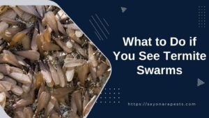 What To Do If You See Termite Swarms