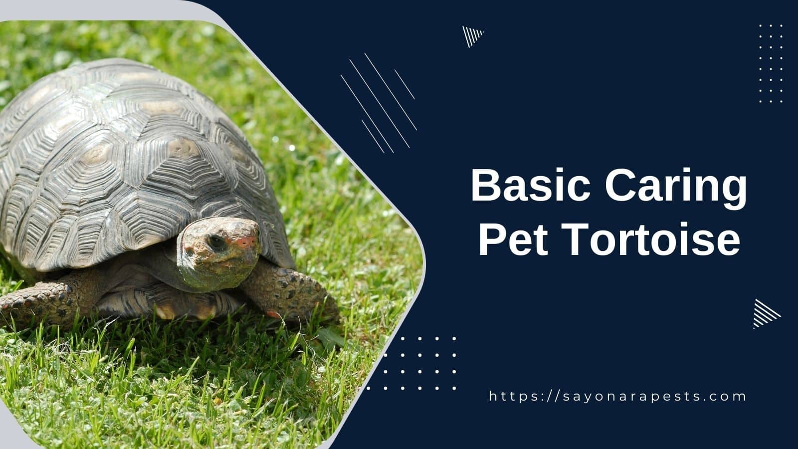 The Basics of Caring For A Pet Tortoise | Sayonara Pests