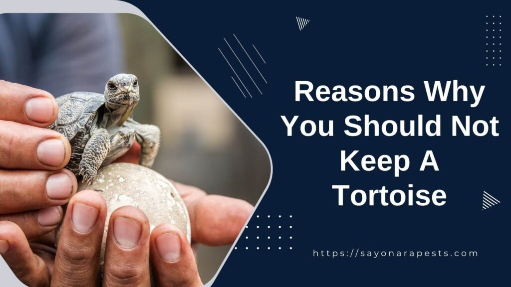 Reasons Why You Should Not Keep A Pet Tortoise