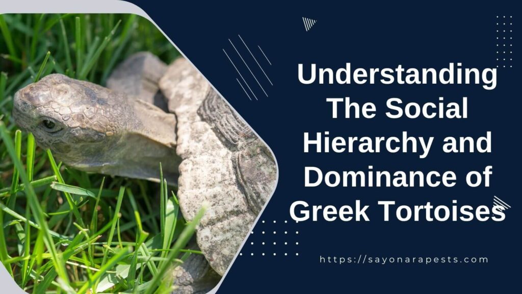 Understanding The Social Hierarchy and Dominance of Greek Tortoises